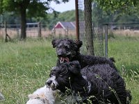 Puppys van Bliss040622-0121